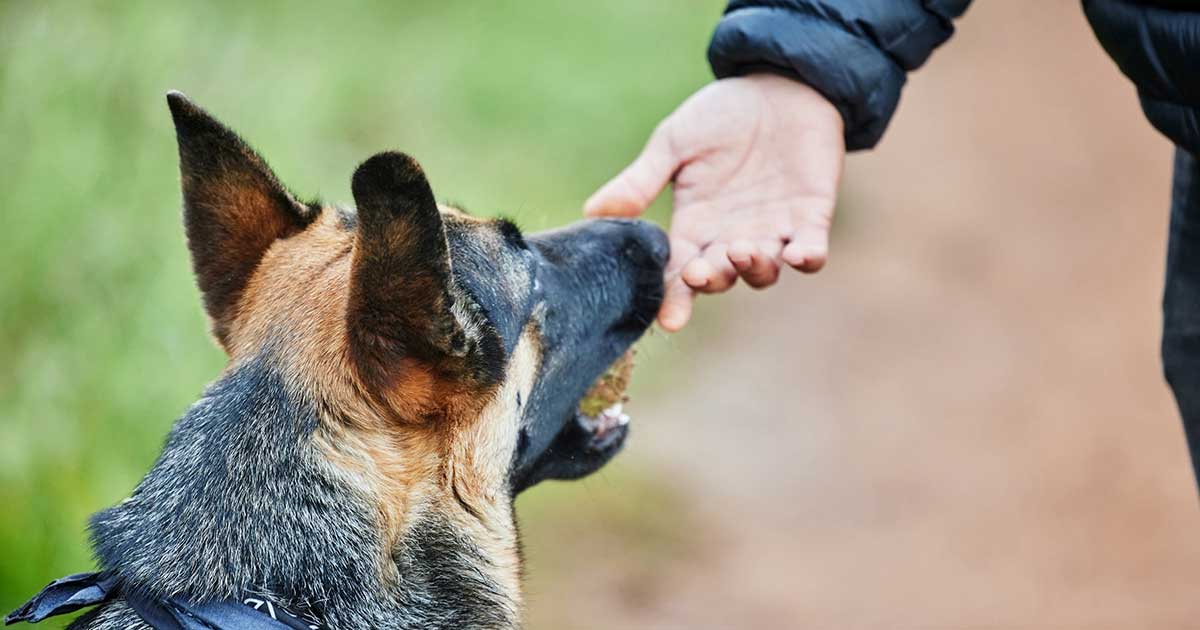 workers comp for dog bite injuries in florida